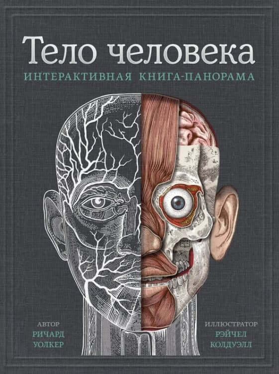 Тело человека