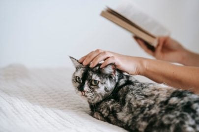 Лучшие книги о кошках: 7 пособий по