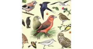 На языке пернатых: энциклопедии и книги о птицах