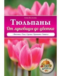 Тюльпаны. От луковицы до цветка