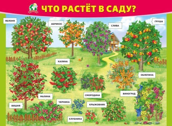 Плакат "Что растёт в саду"