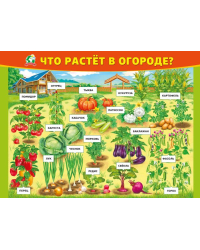 Плакат "Что растёт в огороде"