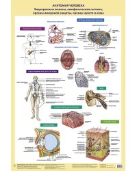 Анатомия человека. Эндокринные железы, лимфатическая система, органы иммунной защиты, органы чувств и кожа (в тубусе)