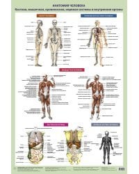 Анатомия человека. Костная, мышечная, кровеносная системы и внутренние органы (в тубусе)