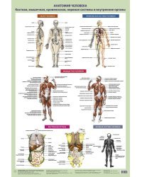 Анатомия человека. Костная, мышечная, кровеносная системы и внутренние органы