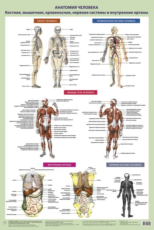 Анатомия человека. Костная, мышечная, кровеносная системы и внутренние органы