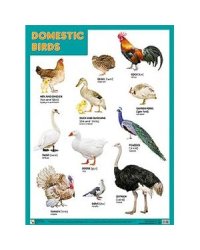 Domestic birds (Домашние птицы)