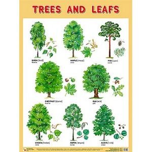 Trees and Leafs (Деревья и листья)
