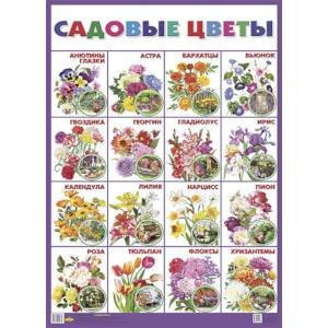 Садовые цветы