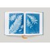 Anna Atkins. Cyanotypes