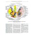 Атлас анатомии человека. В 3 т. Т. 3: Неврология. Эстезиология: Учебное пособие. 7-е изд., перераб
