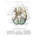 Атлас анатомии человека. В 3 т. Т. 3: Неврология. Эстезиология: Учебное пособие. 7-е изд., перераб