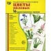 Демонстрационные картинки &quot;Цветы полевые&quot; (173х220 мм)