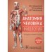 Анатомия человека. Миология. Комплект карточек. Наглядное учебное пособие