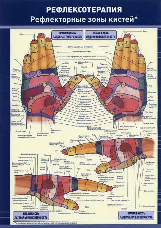 Рефлексотерапия. Рефлекторные зоны кистей
