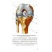 Лучевая диагностика повреждений коленного сустава (Конспект лучевого диагноста). 3-е изд