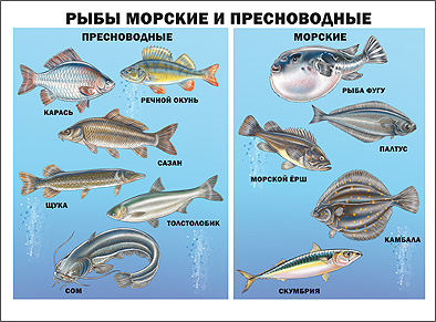 Плакат. Рыбы морские и пресноводные