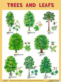 Плакат. Trees and Leafs (Деревья и листья)