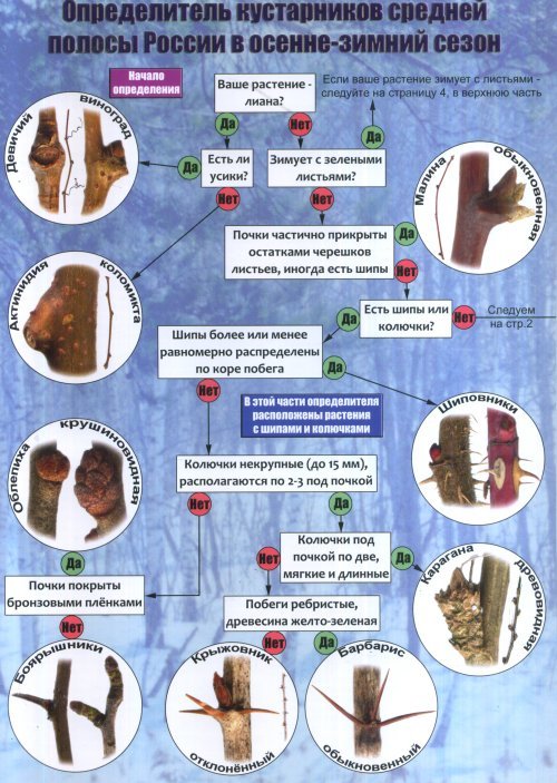 Наглядный определитель кустарников средней полосы России в осенне-зимний сезон
