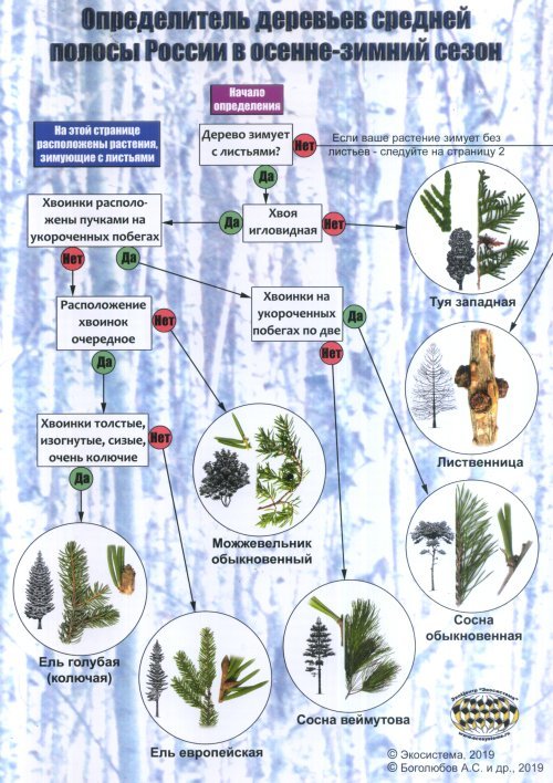 Наглядный определитель деревьев средней полосы России в осенне-зимний сезон