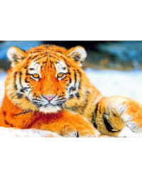 Алмазная мозаика. Молодой тигр в снегу