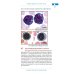 Цветной атлас клеток системы крови (один источник и четыре составные части миелопоэза)