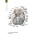 Анатомия человека. Атлас. Учебное пособие. В 3-х томах. Том 3. Учение о нервной системе