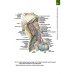 Анатомия человека. Атлас. Учебное пособие. В 3-х томах. Том 3. Учение о нервной системе