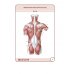 Анатомия человека. Карточки. Миология