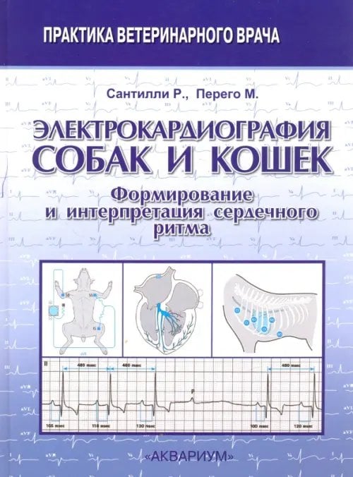 Электрокардиография собак и кошек. Формирование и интерпретация сердечного ритма