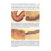 Стоматология. Учебник для ВУЗов