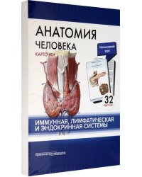 Анатомия человека. Иммунная, лимфатическая и эндокринная системы. 32 карточки