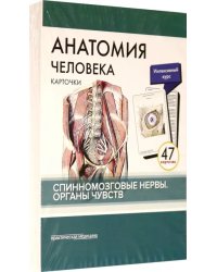 Анатомия человека. Карточки. Спинномозговые нервы и органы чувств (47 карточек)