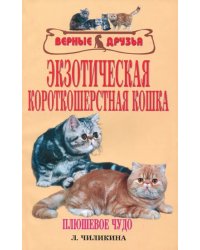 Экзотическая короткошерстная кошка. Плюшевое чудо