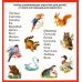 Животные и птицы. 20 карточек