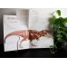 Тираннозавр рекс. Интерактивная книга-панорама