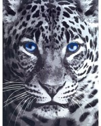 Картина по номерам &quot;Голубоглазый леопард&quot;, 40x50 см