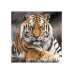 Пазл. Царственный тигр, 360 элементов