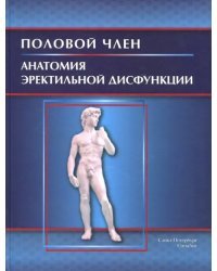 Половой член. Анатомия эректильной дисфункции