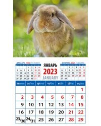 Календарь на 2023 год. Год кролика. Обаятельный и привлекательный