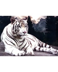 Алмазная мозаика. Белый тигр