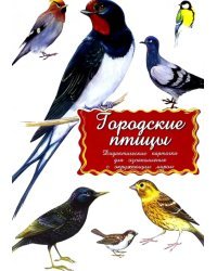 Дидактические карточки Городские птицы