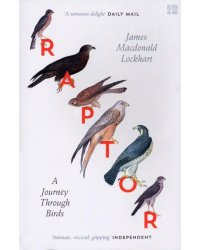 Raptor. A Journey Through Birds