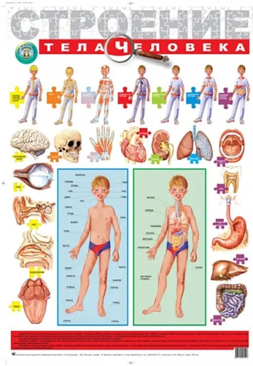Детский плакат. Строение тела человека