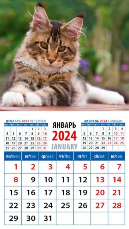 2024 Календарь Котенок Мейн-кун