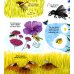 Look Inside the World of Bees