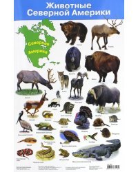 Животные Северной Америки. Демонстрационный плакат