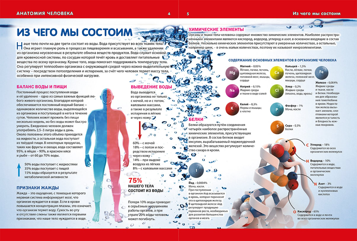 Купить Энциклопедия Анатомия Человека