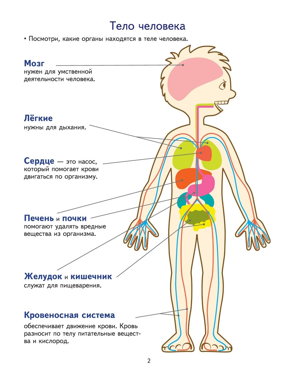 Анатомия для детей