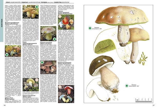 Энциклопедия грибов с фотографиями и описанием